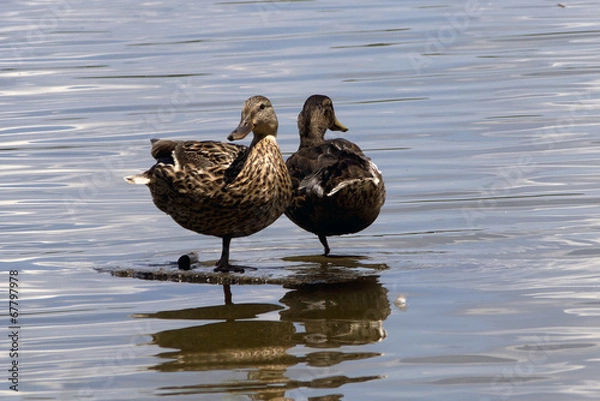 Obraz Two Ducks Standing on One Leg