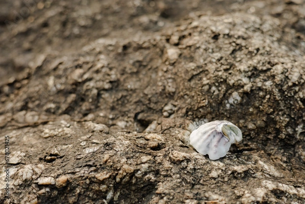 Obraz shell on the sand