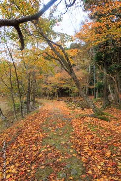 Fototapeta 比叡山の紅葉