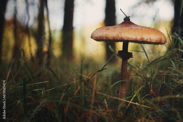 Obraz Grzyb w Polskim lesie