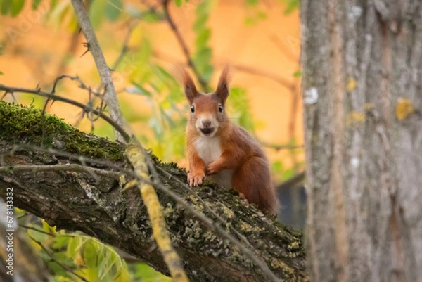 Fototapeta Eichhörnchen auf Baum