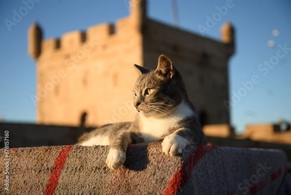 Fototapeta Cat, Marocco