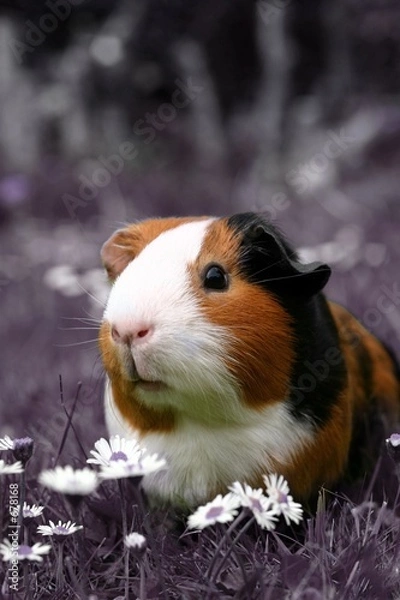 Obraz guinea pig in a pink field