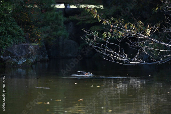 Obraz ducks swimming on the lake in the wild