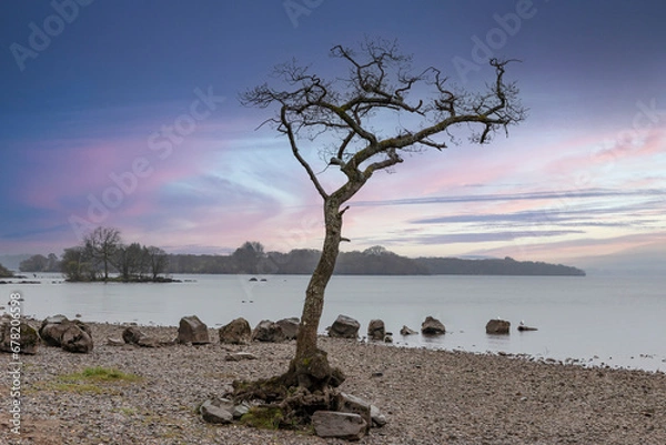 Obraz Struggling oak tree by Loch Lomond in Scotland