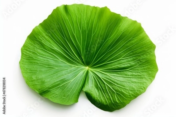 Obraz Single lotus leaf isolated with paths