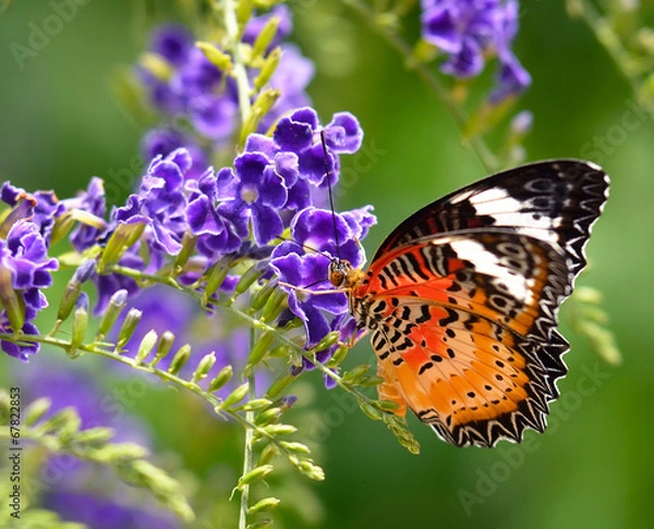 Fototapeta Butterfly on a violet flower