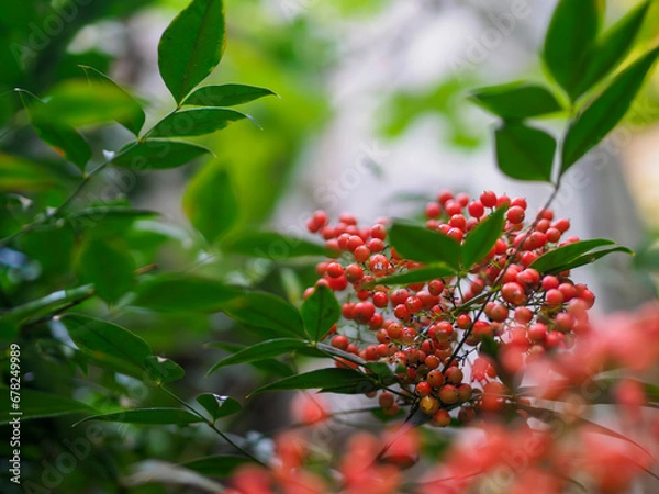 Obraz きれいな南天の赤い実
