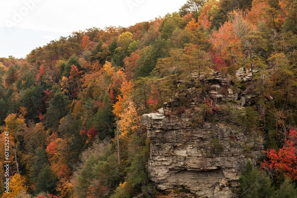 Obraz fall in the woods