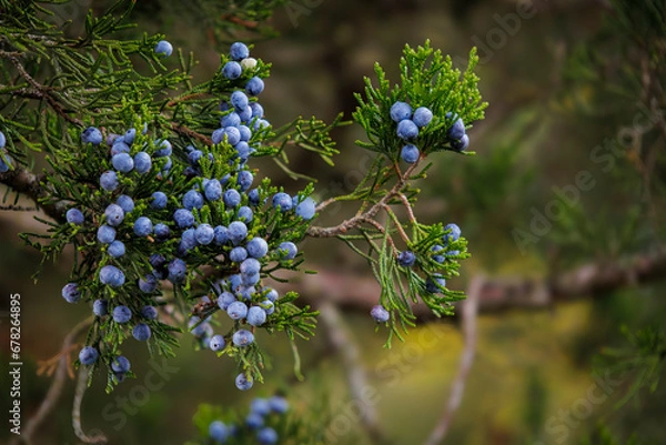 Fototapeta Juniper Berries (2023)