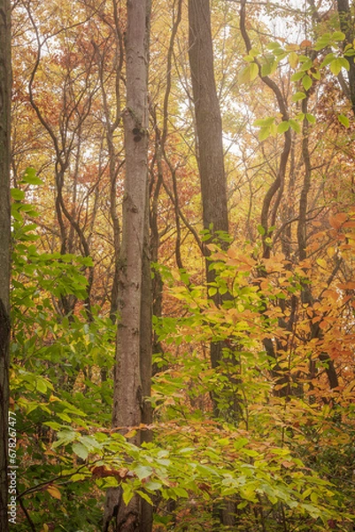 Obraz Tangled in Mist