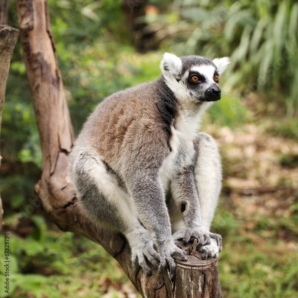 Fototapeta Ring-tailed lemur