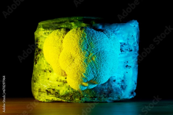 Fototapeta Mycelium substrate with Hericium erinaceus mushroom (lion's mane mushroom) growing kit, fungi culture in a psychedelic yellow and light blue neon light on black background