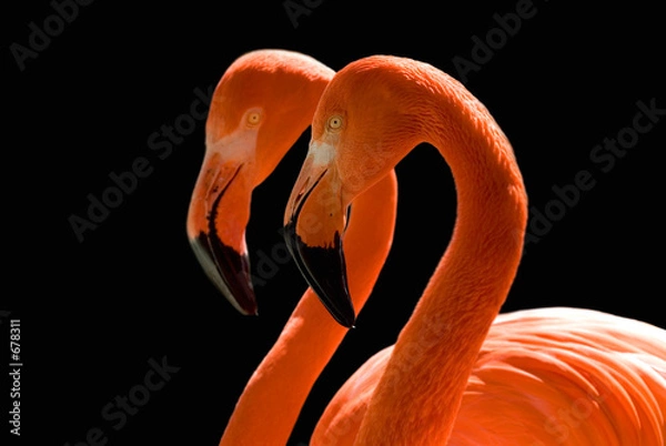 Obraz tańczące flamingi na czarno