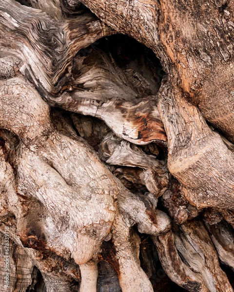 Fototapeta Close-up photo of the texture of the bark of a tree
