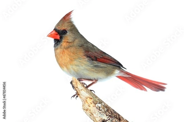 Obraz Northern Cardinal On White