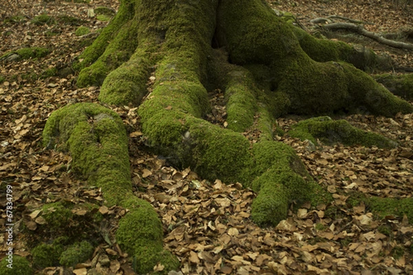 Obraz Mousse sur racine d'arbres en forêt