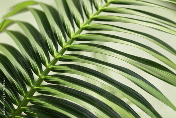 Obraz Tropical palm leaves.  Floral background. Macro Photography. Palm leaf texture closeup. Nature Abstract background