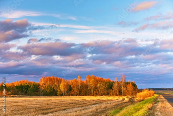 Fototapeta Fall colors birch trees. Empty harvested agriculture field, forest in distance. Clouds on rainy dramatic sky. Autumn wood rural landscape. November sunset.