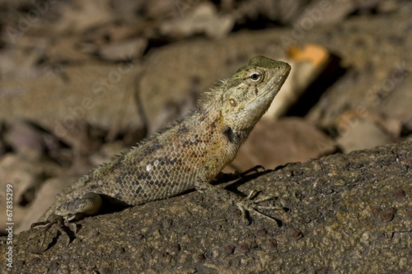 Obraz Lizard basking in the sun