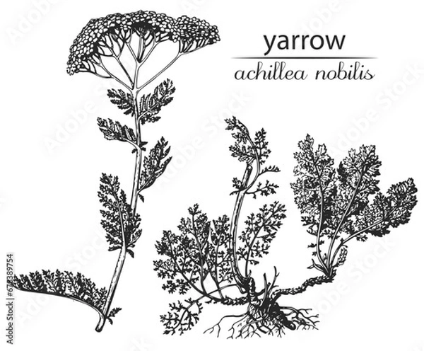 Fototapeta Achillea nobilis, milfoil, yarrow. Botanical illustration of yarrow. Monochrome yarrow, black and white achillea hand drawing, achillea sketch