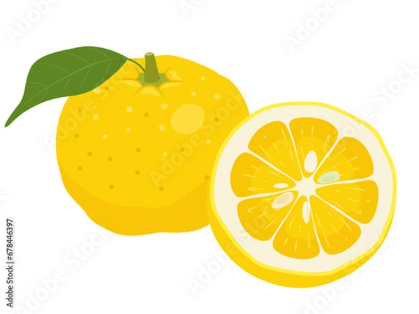 Obraz 柚子のベクターイラスト