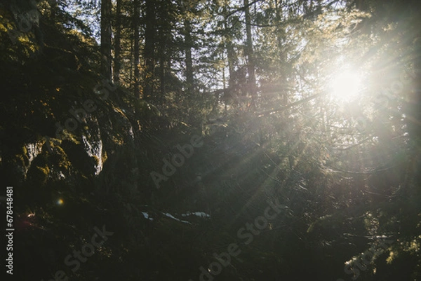 Obraz sun rays in the forest