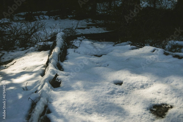 Obraz snow covered trees