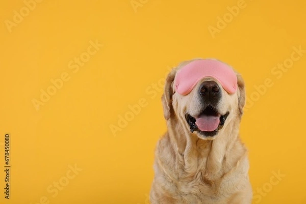 Fototapeta Cute Labrador Retriever with sleep mask on yellow background, space for text