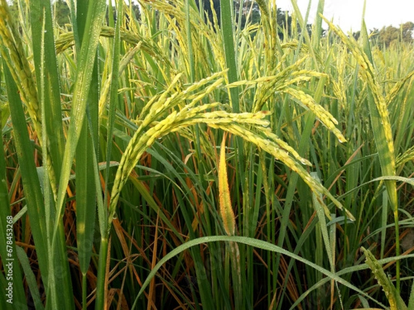 Fototapeta Closeup image of dew-wet rice paddy in a paddy field (Oryza sativa)