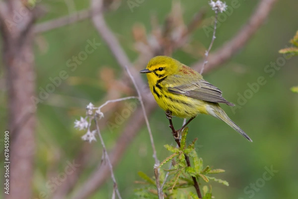 Obraz Prairie Warbler