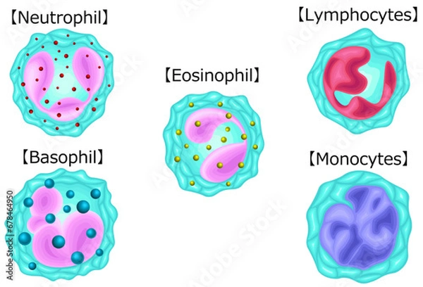 Fototapeta 白血球　種類　イラスト　ラテン語