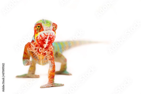 Obraz Chameleon