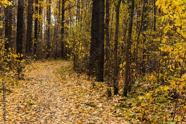 Fototapeta Autumn landscape yellow red forest with fallen leaves