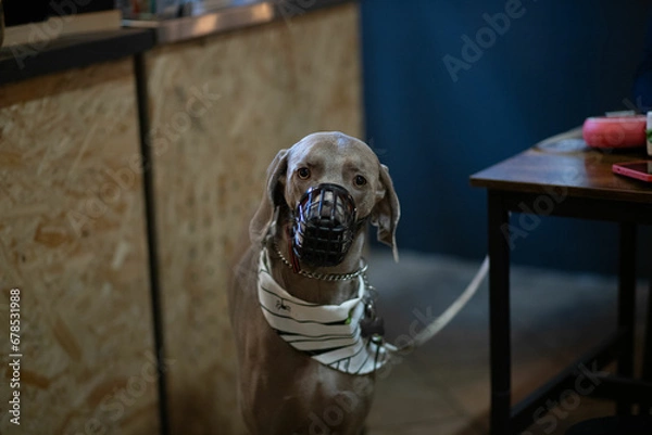 Fototapeta Purebred dog in a muzzle in a cafe
