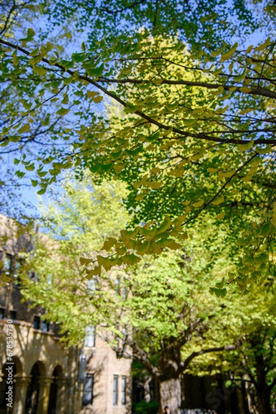 Fototapeta 初秋のイチョウの葉