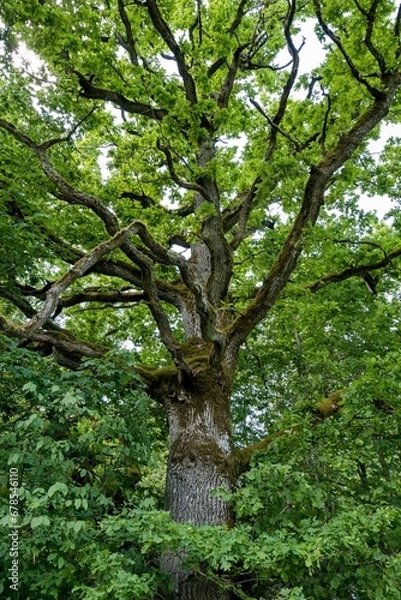Fototapeta Perennial oak. Green landscape. Dendrology. European deciduous forests.