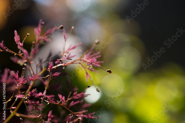 Obraz スモークツリー