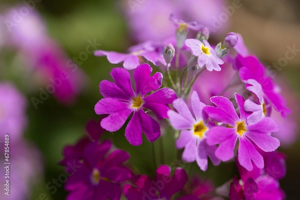 Obraz サクラソウ