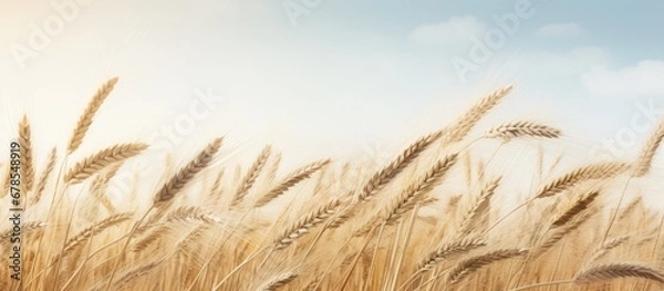 Fototapeta wind blown wheat field
