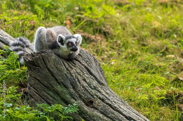 Fototapeta The ring-tailed lemur lying on a fallen tree and observing the surroundings.
