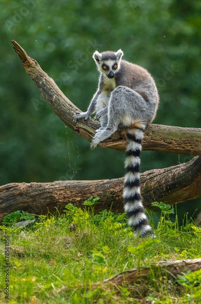 Fototapeta The ring-tailed lemur sitting in a fallen tree and observing the surroundings.