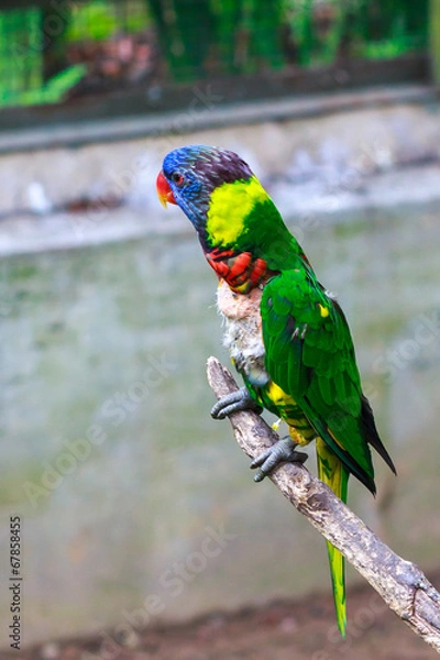 Fototapeta Rainbow Lorikeet