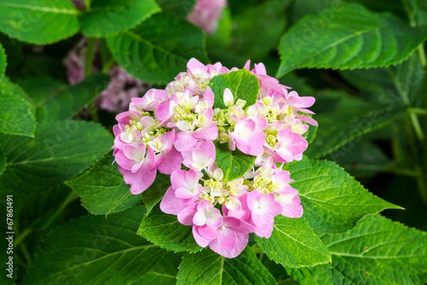 Obraz pink hydenyia flower