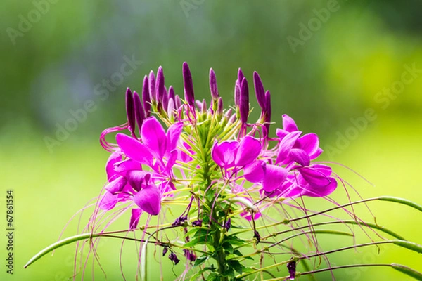 Fototapeta pink flower