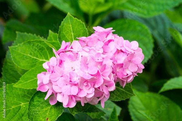 Obraz pink hydenyia flower