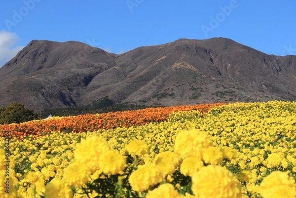 Obraz くじゅう花公園　マリーゴールド