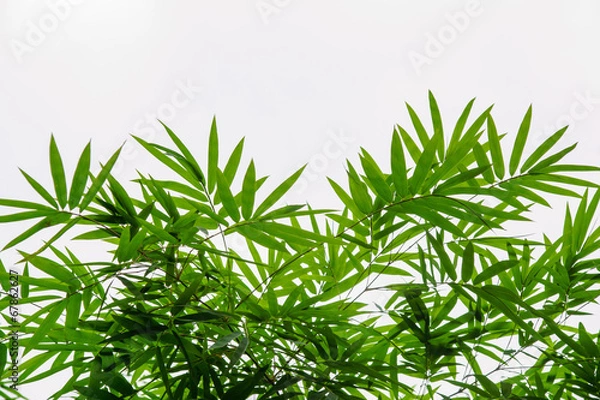 Fototapeta bamboo leaf background