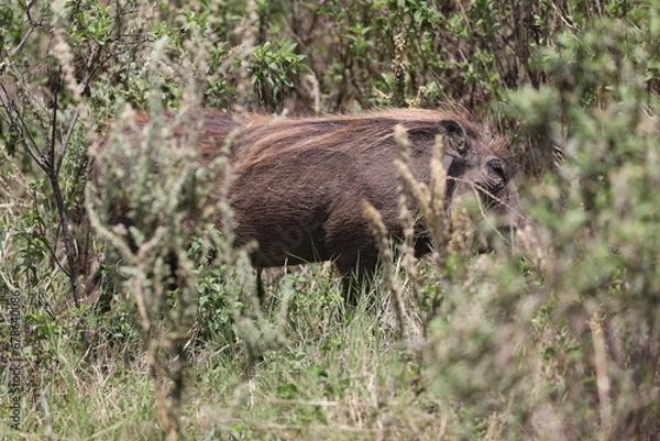 Obraz Warzenschwein2