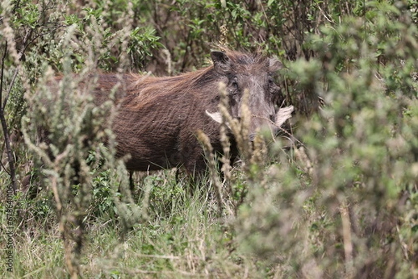 Obraz Warzenschwein2